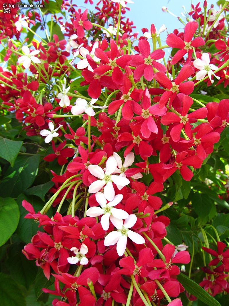 Rangoon Creeper (Combretum indicum)