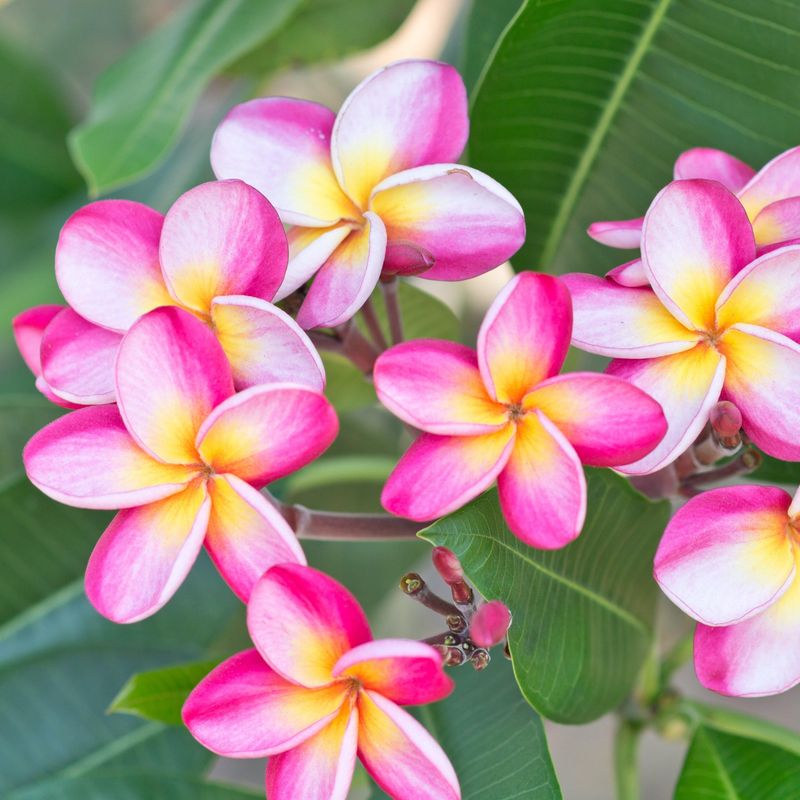 Fragrant Plants That Bring Both Color and Scent to Florida Gardens 18 Plumeria