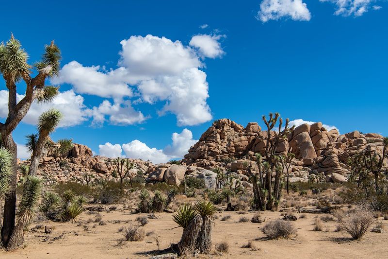 Joshua Tree National Park - California