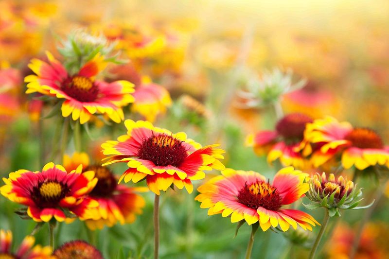 Plants That Grow Well in Florida’s Sandy Soil Without Extra Effort 9 Blanket flower