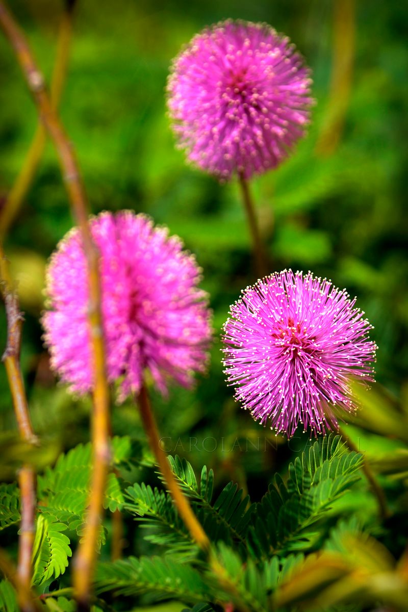 Native Florida Plants That Practically Take Care of Themselves 13 Sunshine mimosa