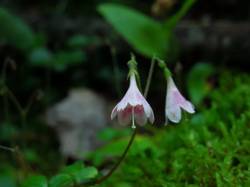 Twinflower