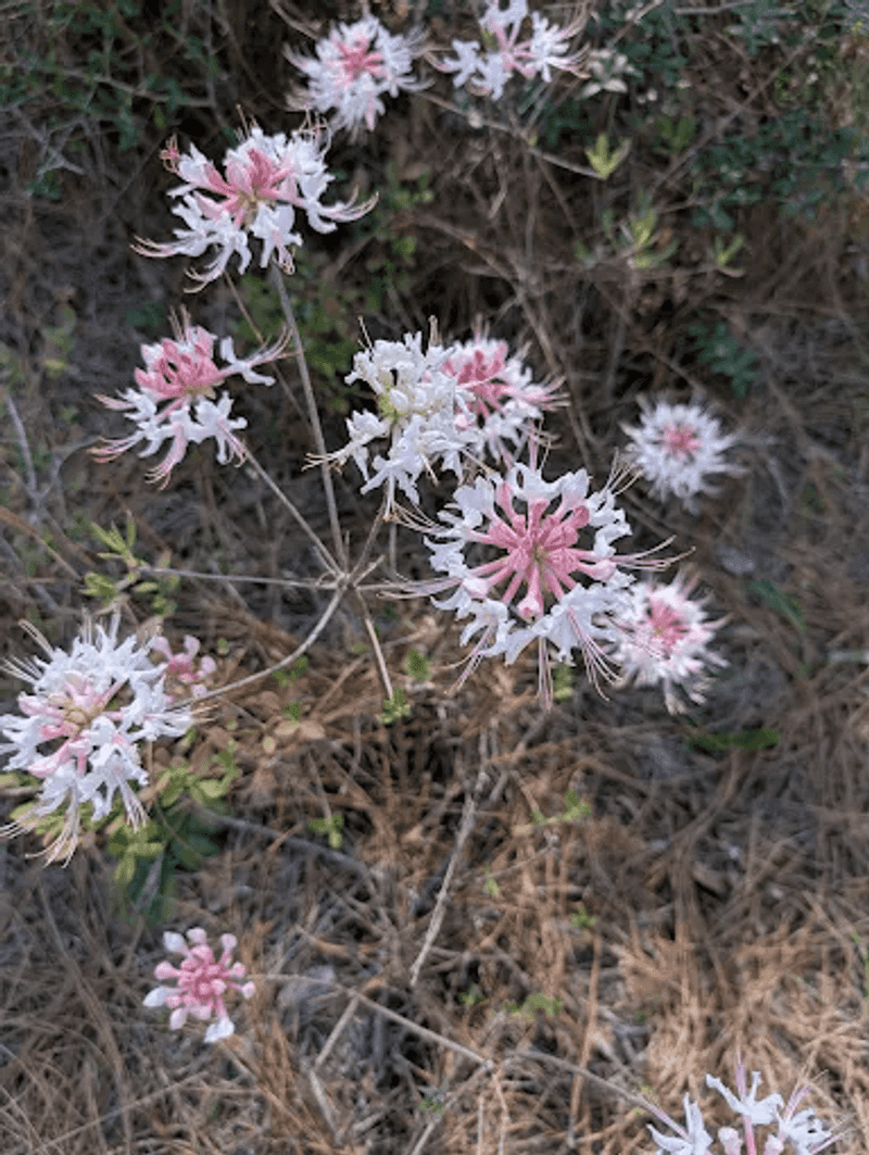A Butterfly Garden Worth Stopping For