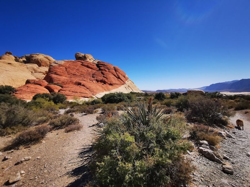 Red Rock Canyon National Conservation Area - Mountain Springs, Nevada