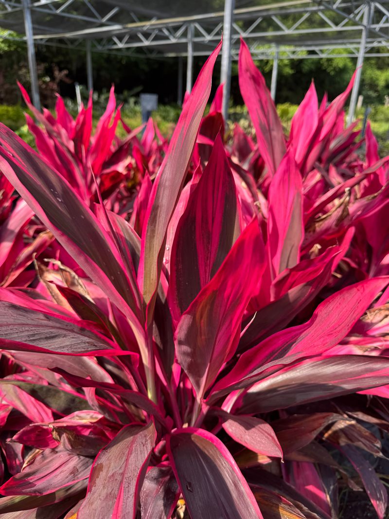 Cordyline