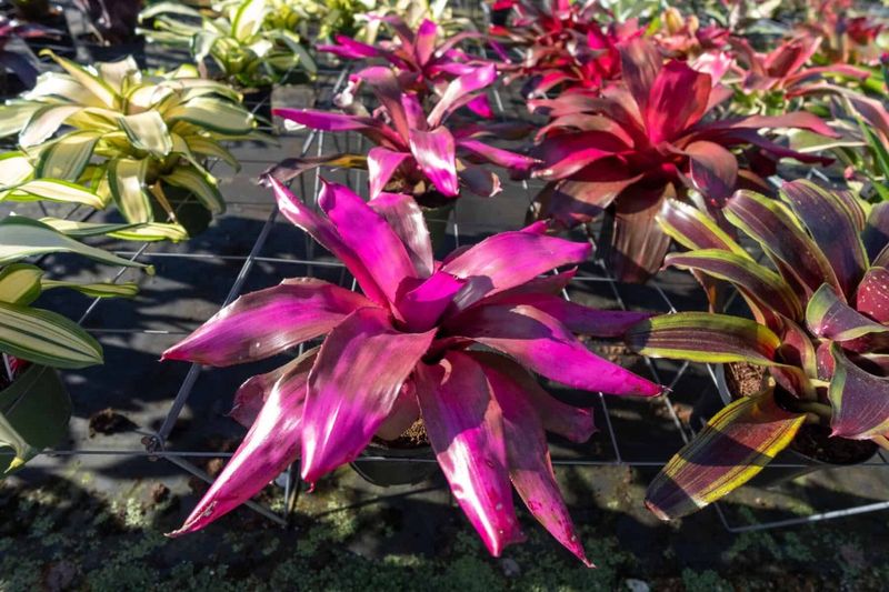 Bromeliads
