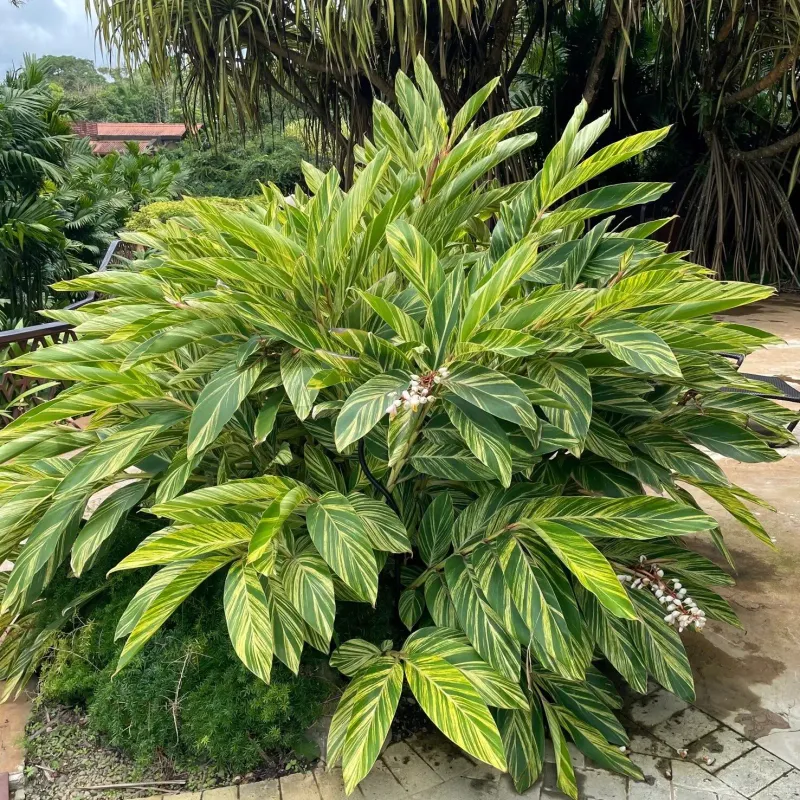 Variegated Ginger