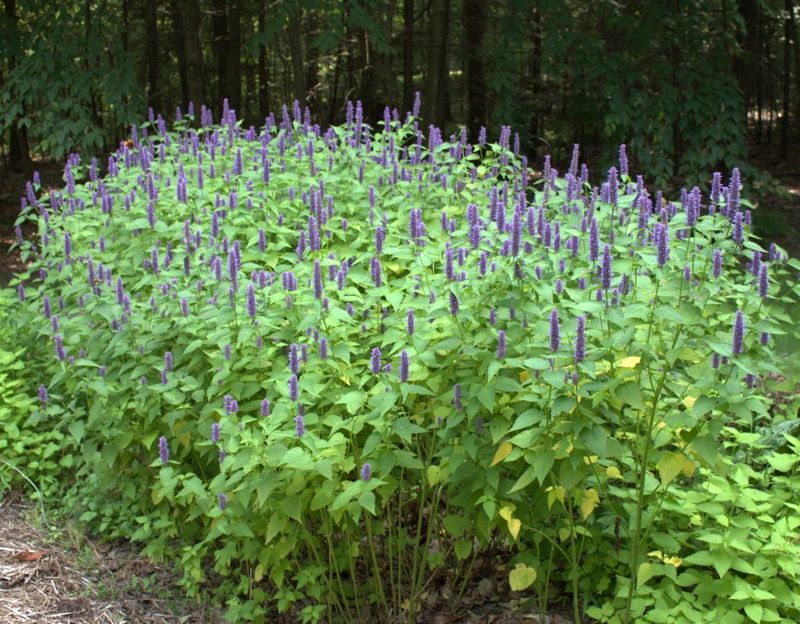 Florida Plants That Bring Butterflies and Bees Into Your Garden Naturally 14 Anise Hyssop