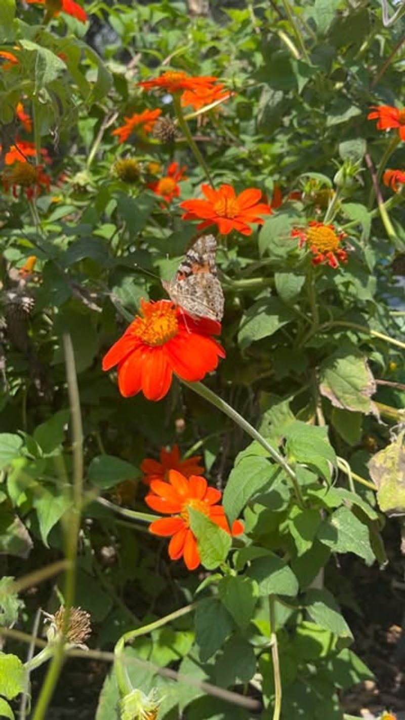 Mexican Sunflower