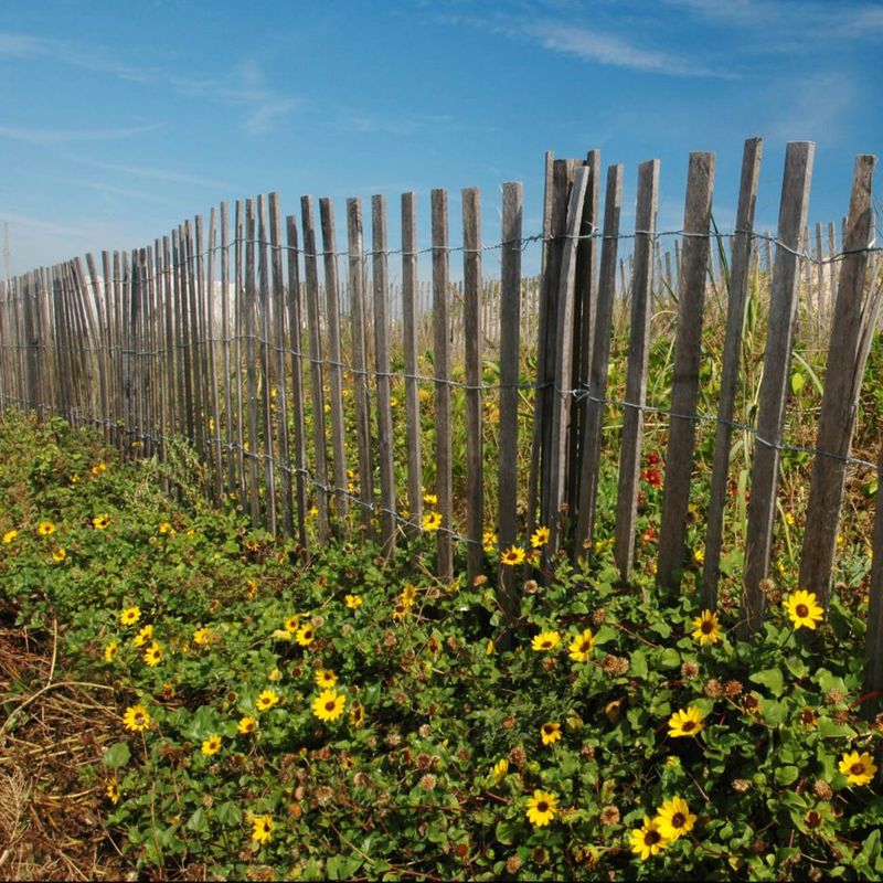 Beach sunflower