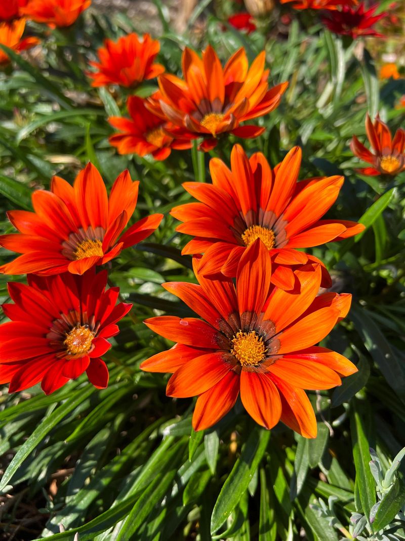 Gazania