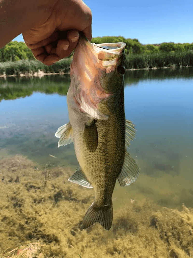 Three Fishing Lagoons That Kids and Adults Love