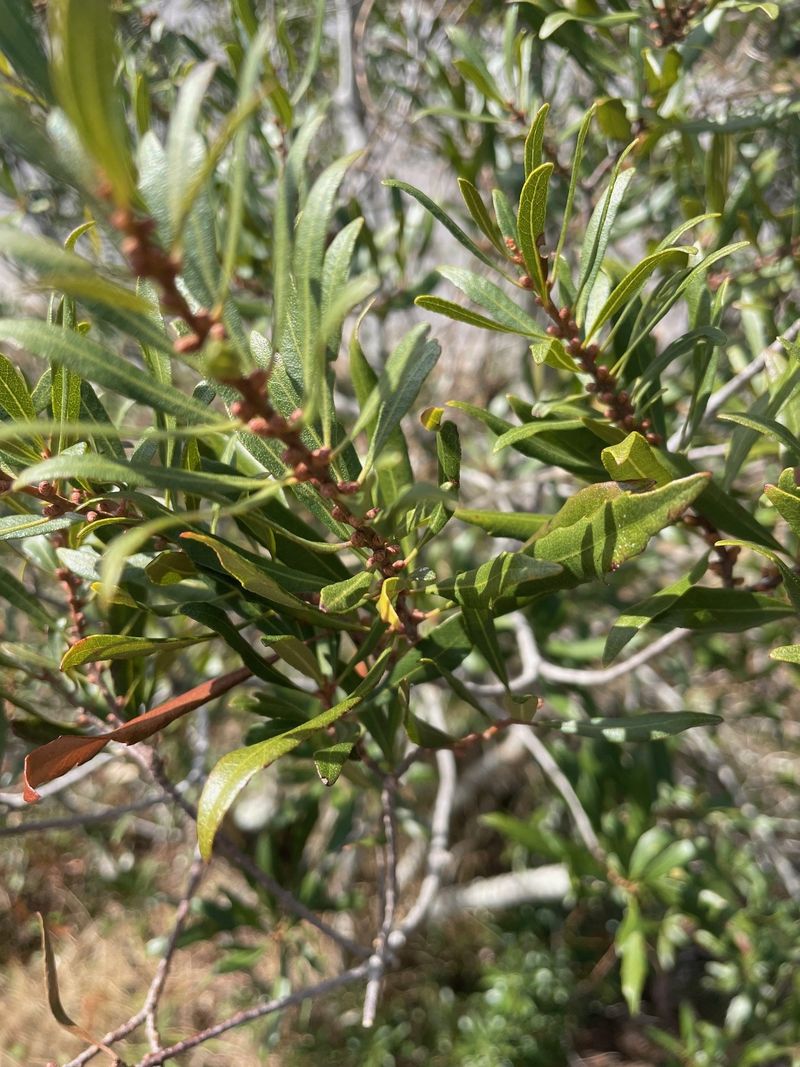 Wax Myrtle