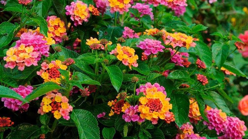 Lantana