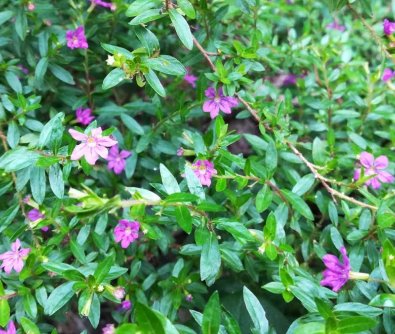 Mexican heather