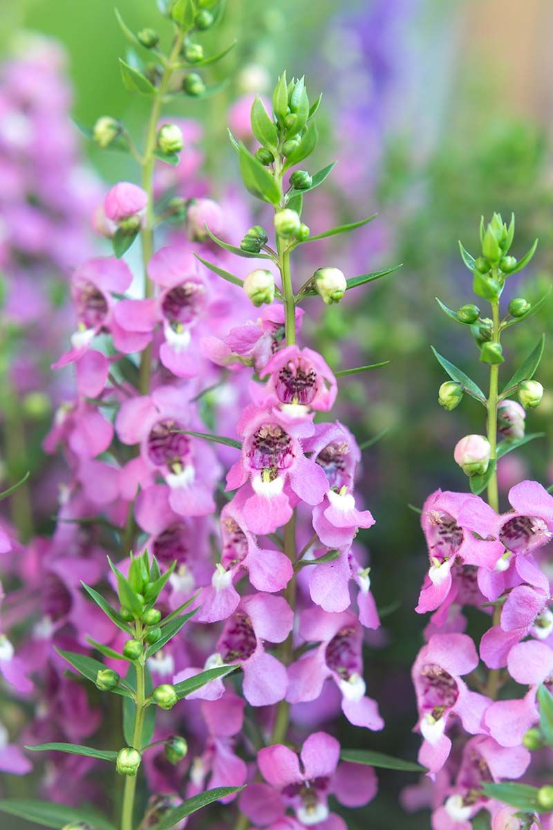 Angelonia