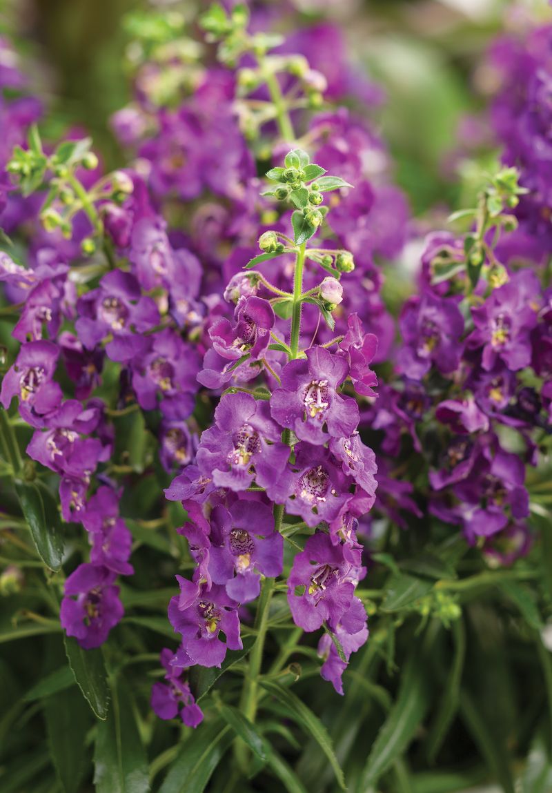 24 low-maintenance flowers that keep blooming through Florida summer 4 Angelonia