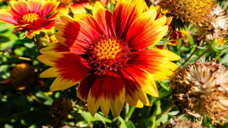 Gaillardia (Blanket Flower)