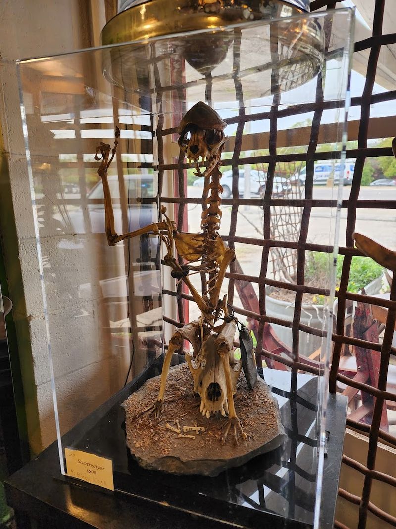 Fossils, Bones, and Natural History Pieces