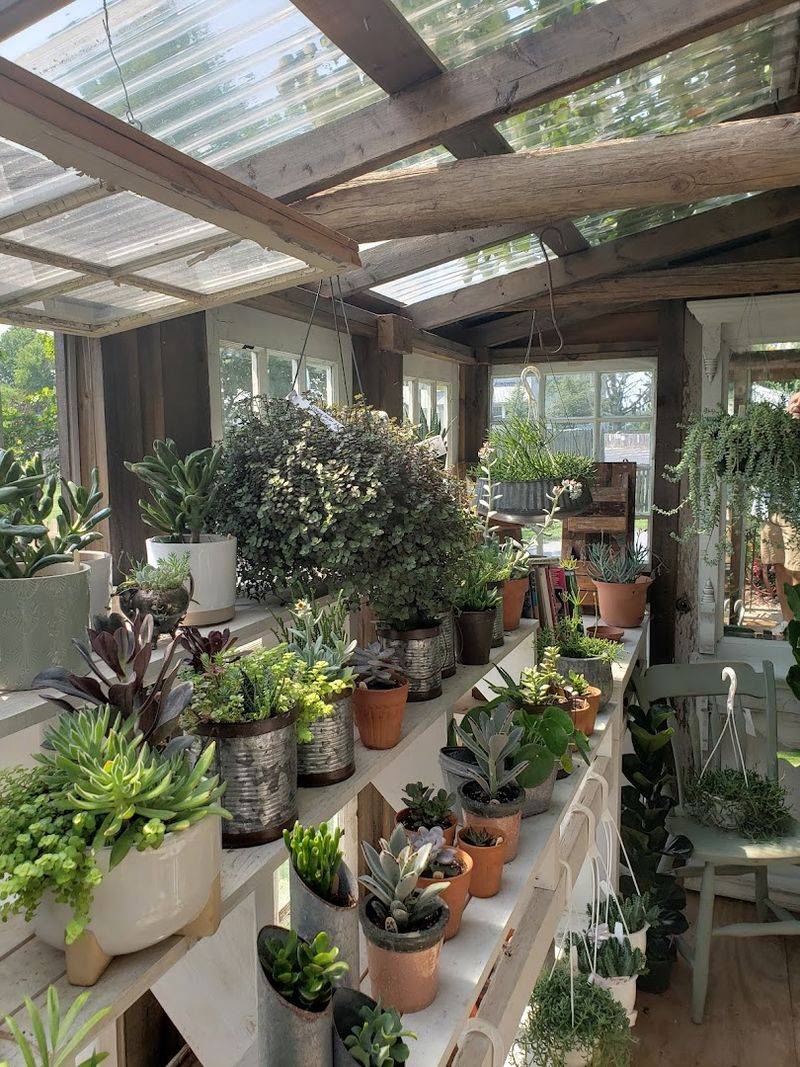 Plants and Flowers That Add a Fresh Touch