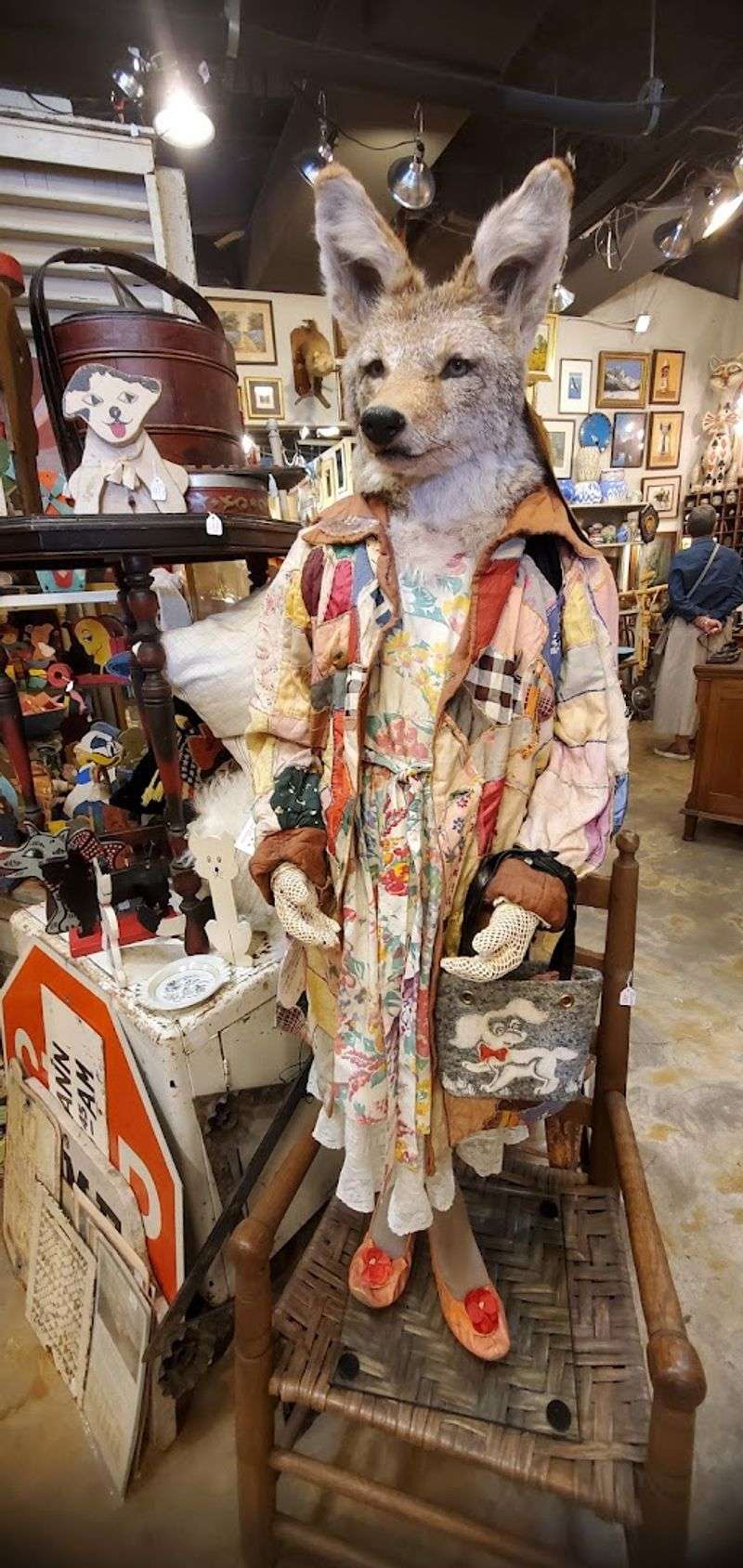 Taxidermy and Natural Curiosities