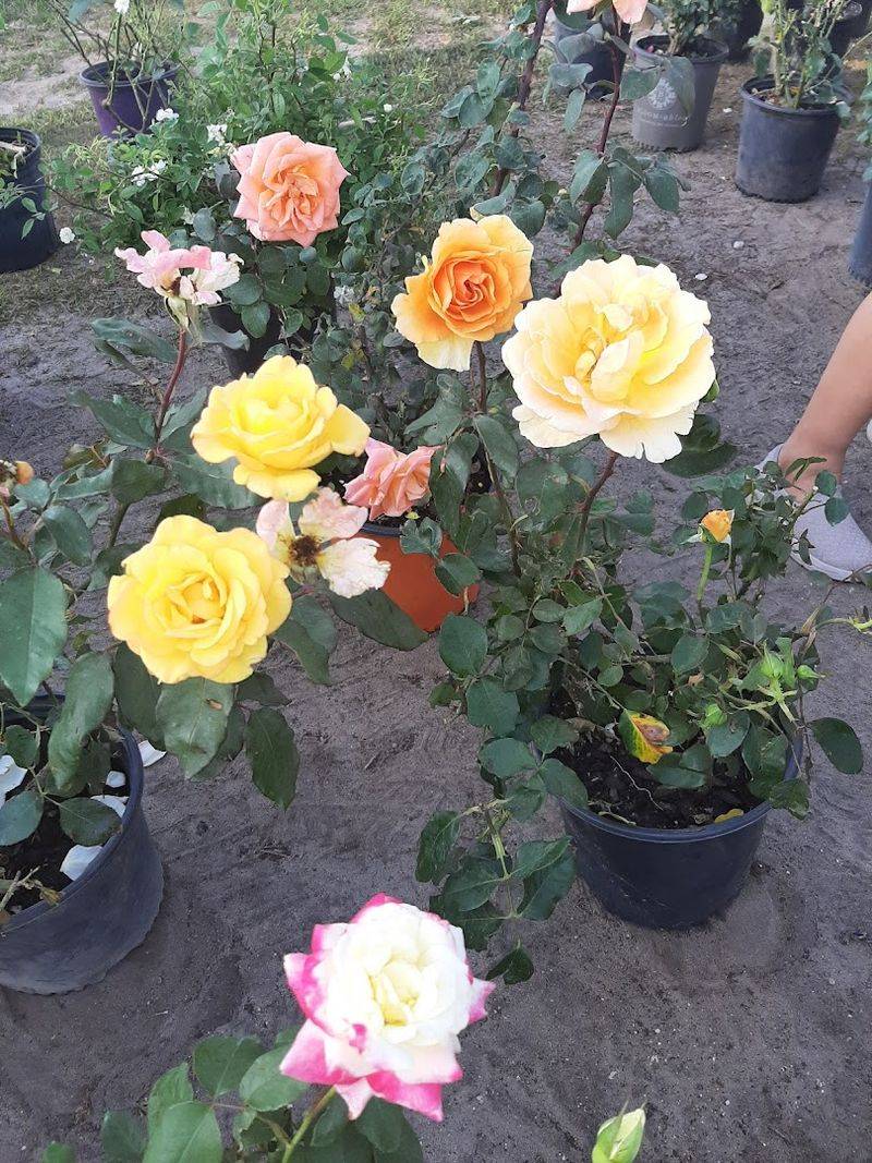 Live Plants and Gardening Supplies