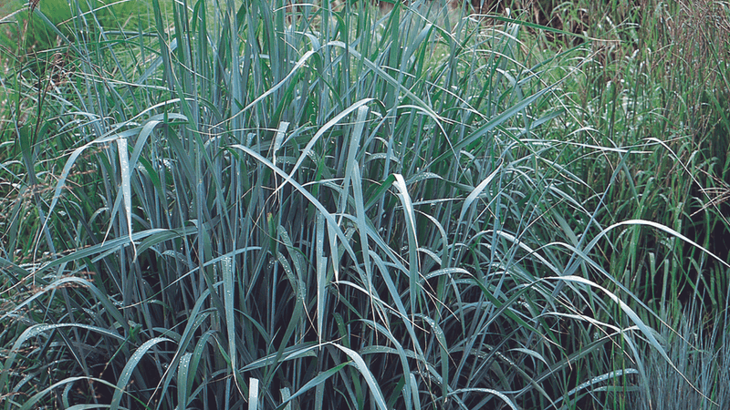 Florida Gamma Grass