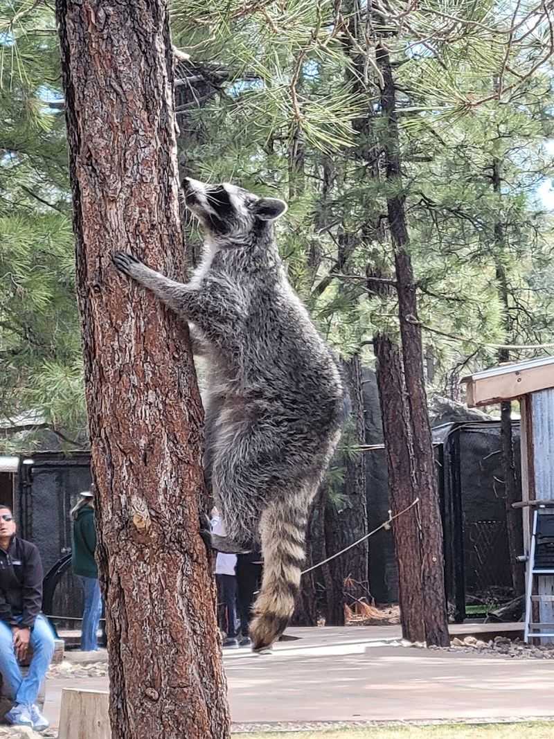 Driving Through Multiple Times