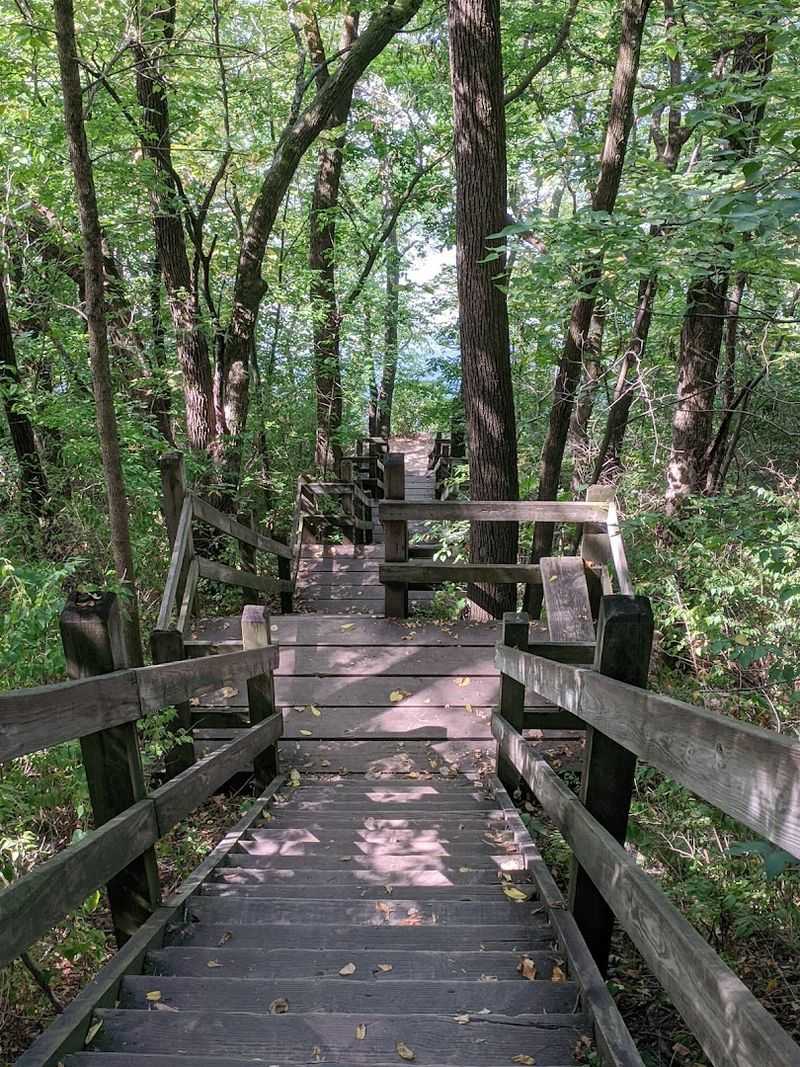 Forested Hiking Trails