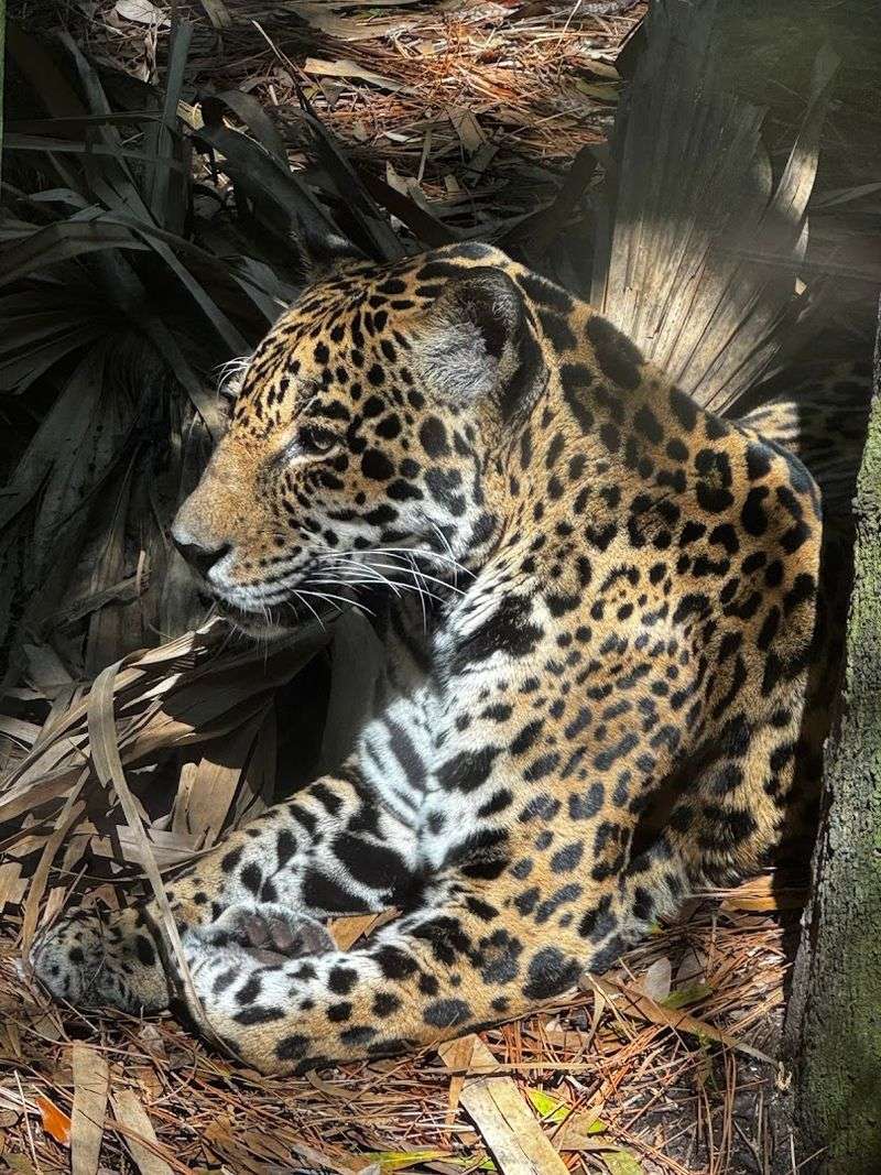 Rainforest Revealed Exhibit with Overhead Animal Tunnels