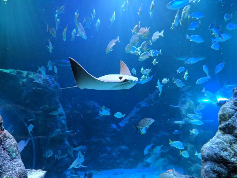 Meet Sharks, Rays, and Colorful Fish Up Close