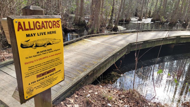 Look for alligators from a safe distance