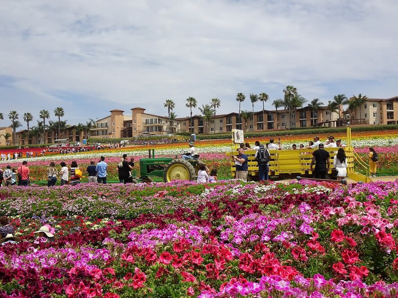 Wagon Rides Across the Fields