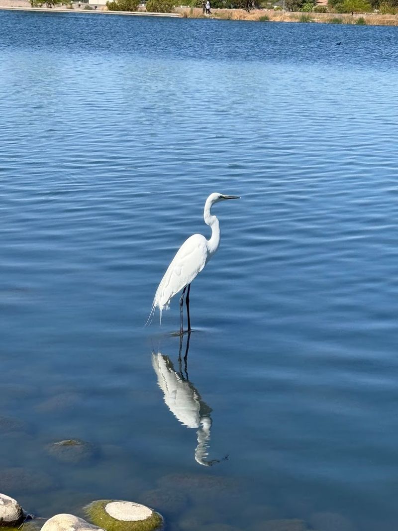 Wildlife and Birdwatching Around the Lake