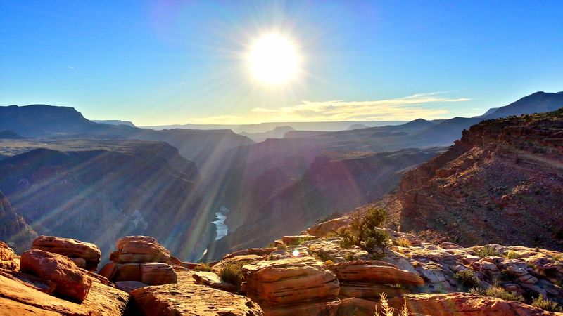 Spotting Desert Bighorn Sheep in the Wild
