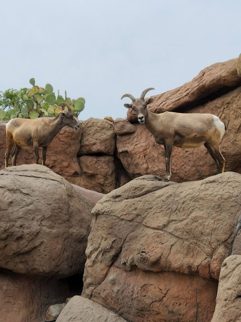 Arizona-Sonora Desert Museum - Tucson, Arizona