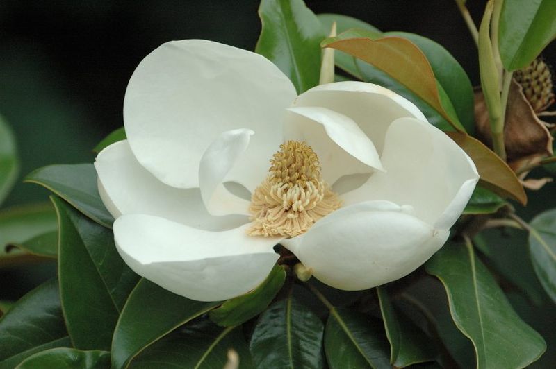 Native Florida Plants That Practically Take Care of Themselves 8 Southern magnolia