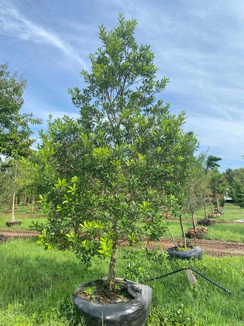 Heat-Tolerant Shrubs That Keep Florida Yards Looking Lush 14 Dahoon Holly