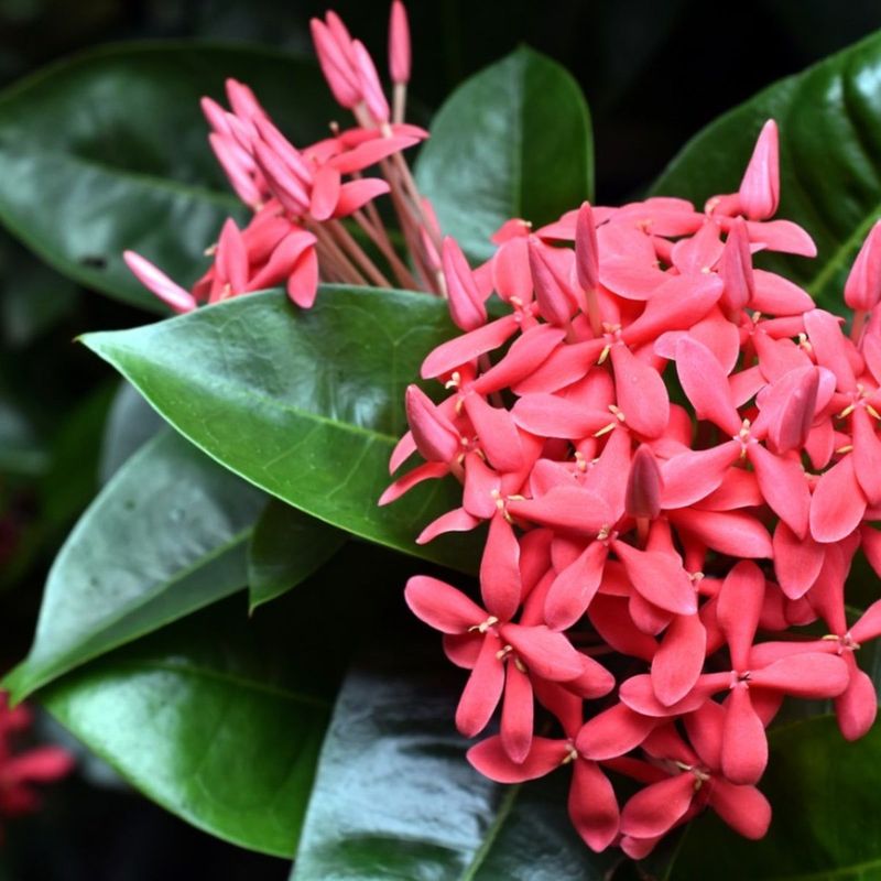 Ixora