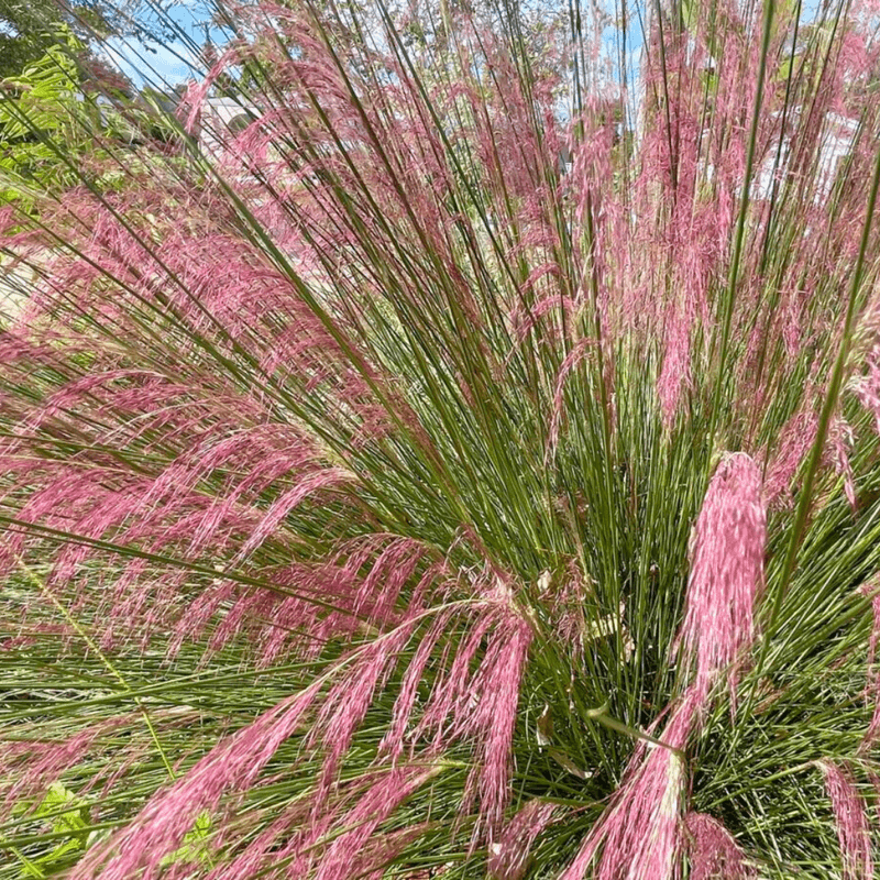 Muhly Grass