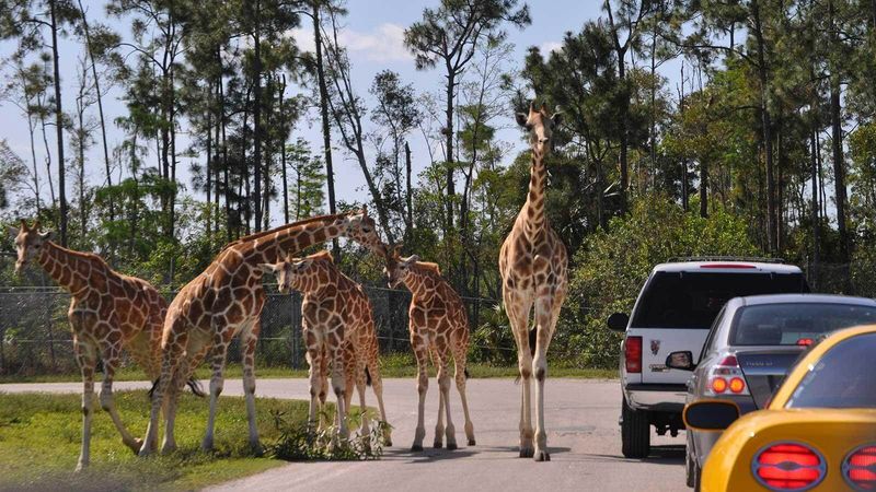 Feeding the Giraffes