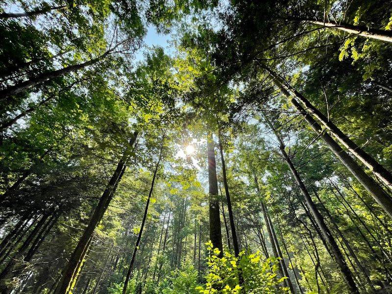 The Appalachian Trail Passes Right Through the Park