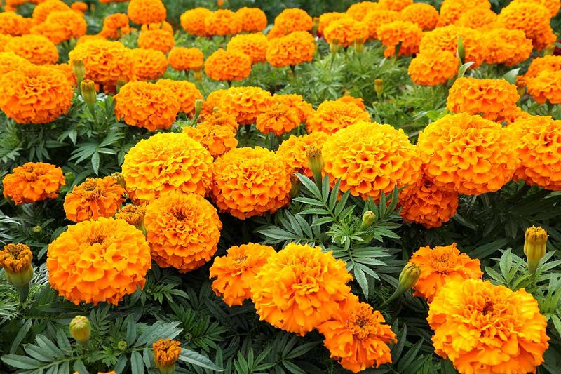 Marigolds