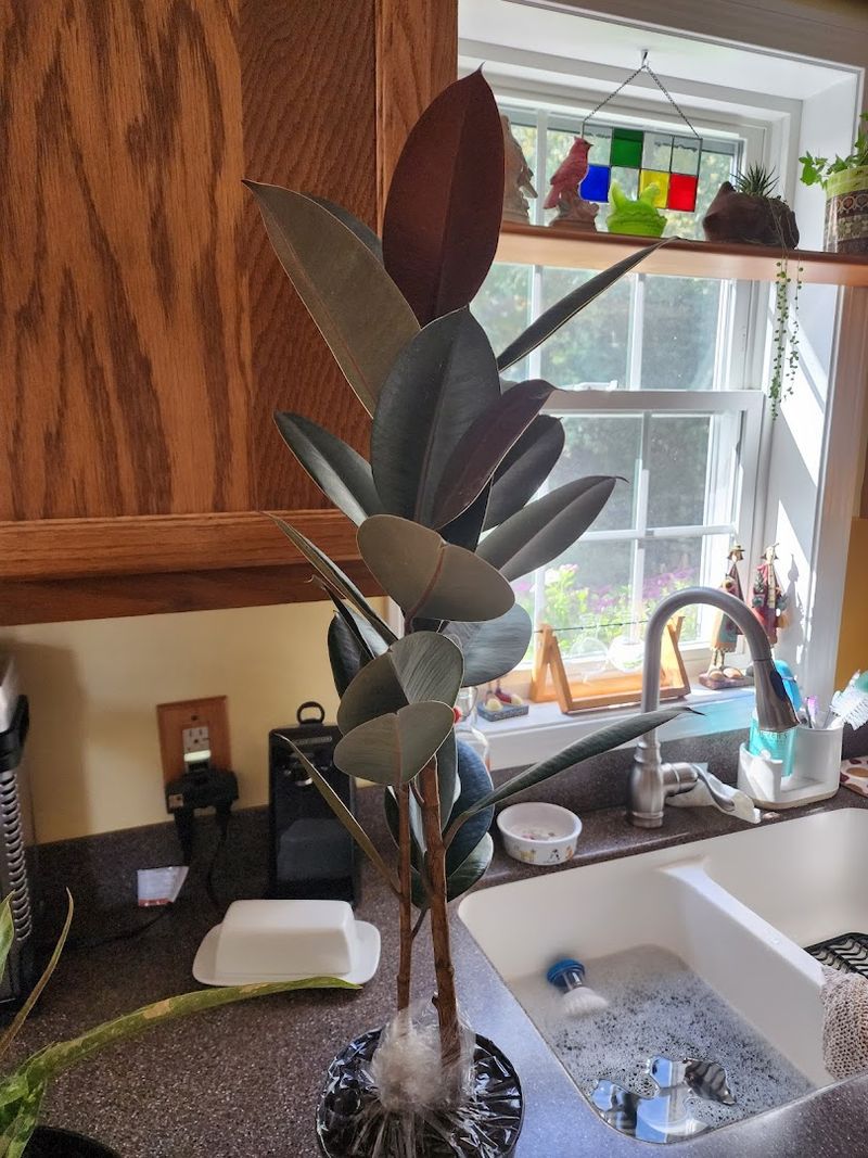 Heat-Tolerant Shrubs That Keep Florida Yards Looking Lush 5 Yaupon Holly