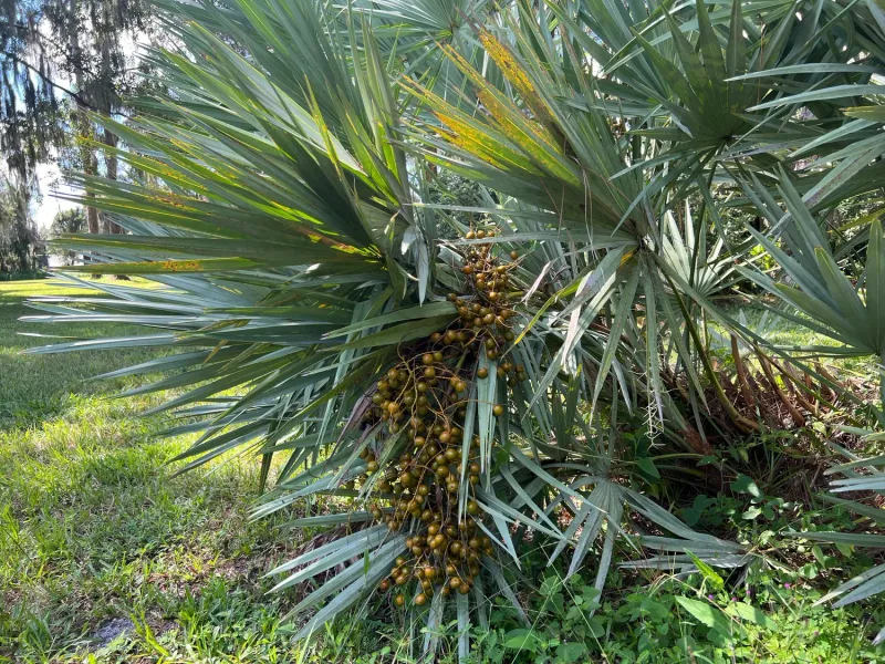Saw Palmetto