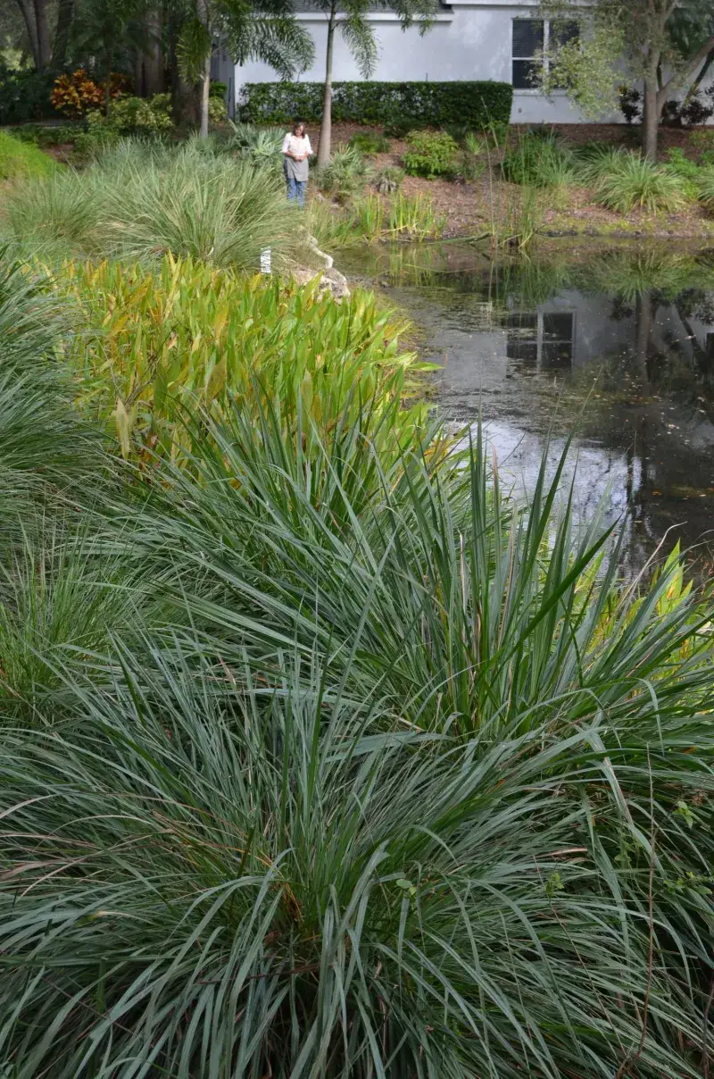 Fakahatchee Grass