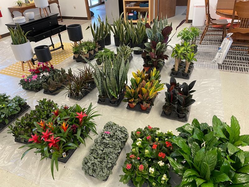 Leyland Cypress (Cupressocyparis leylandii)