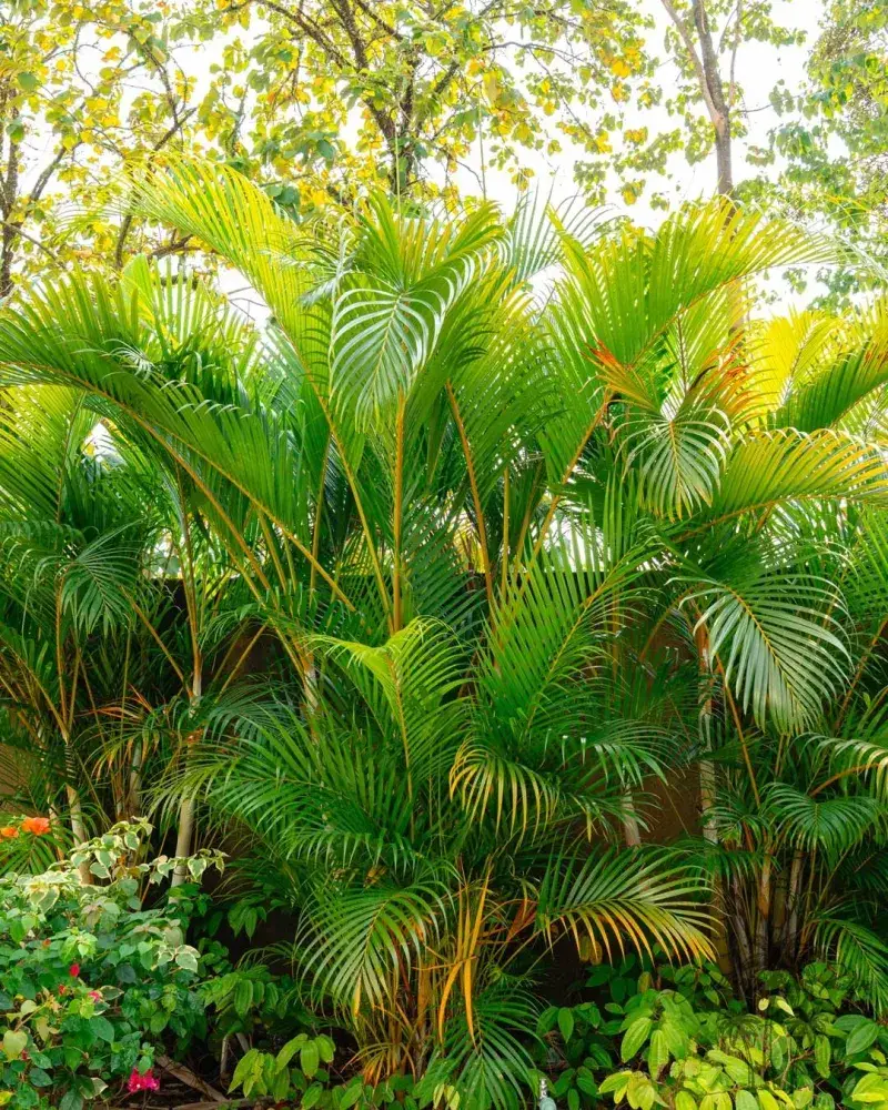 Areca Palm