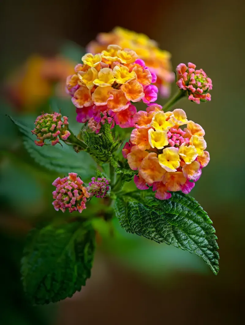 Lantana
