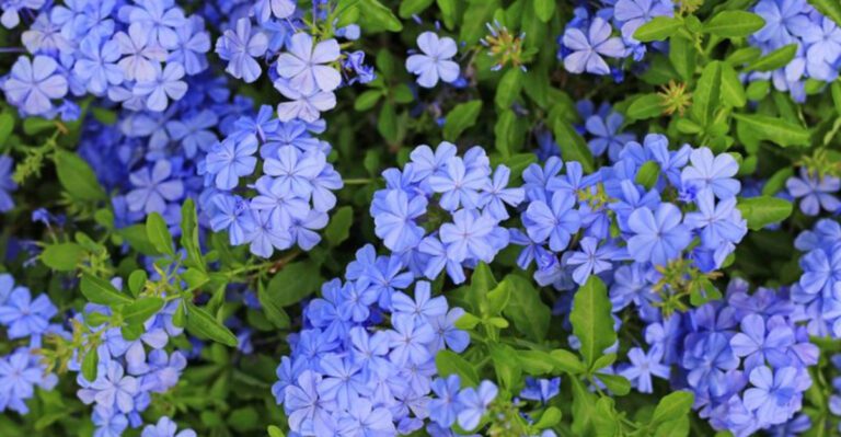 What Grows Well in Florida When the Weather Won’t Stay Calm